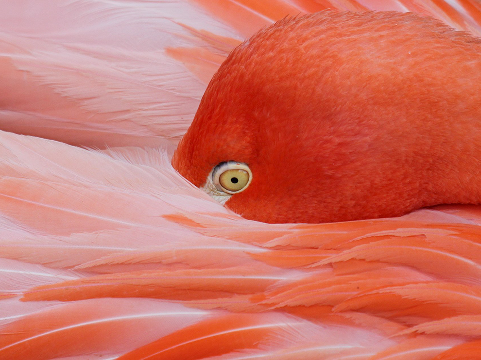 Shy flamingo in Alabama