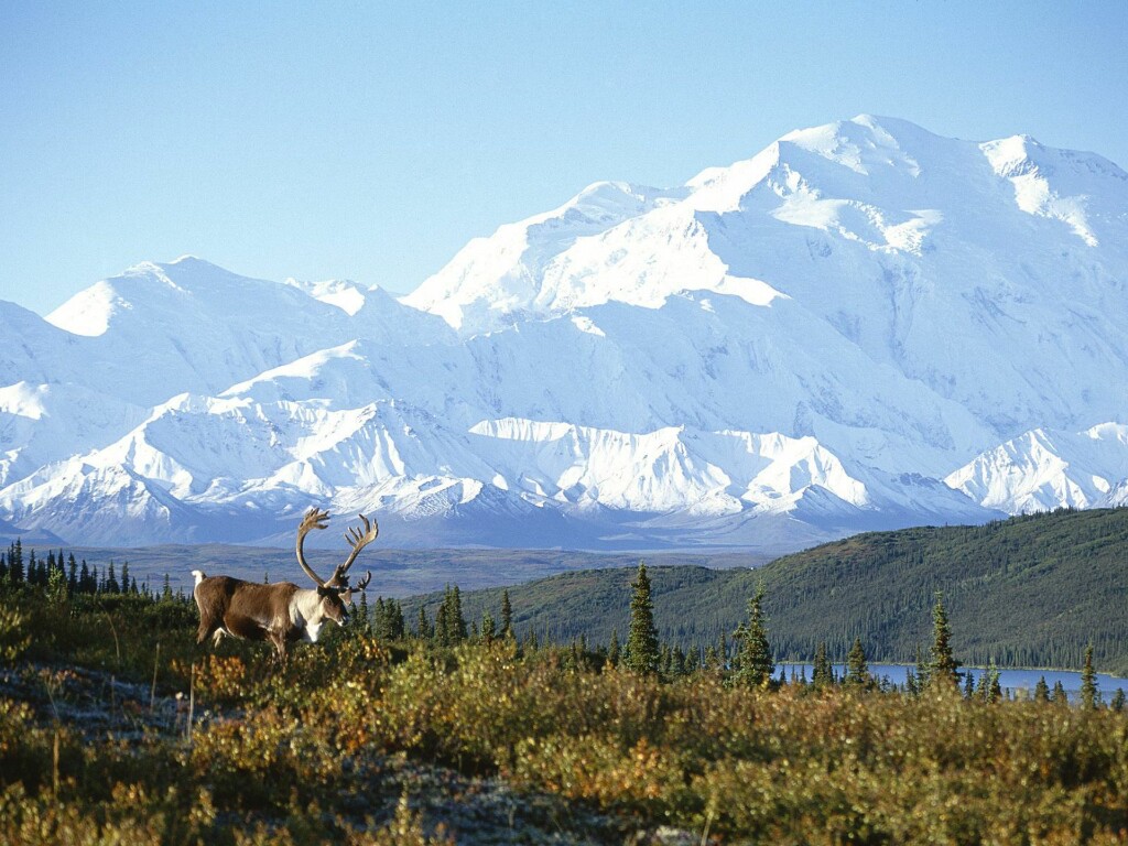 Аляска янг фото